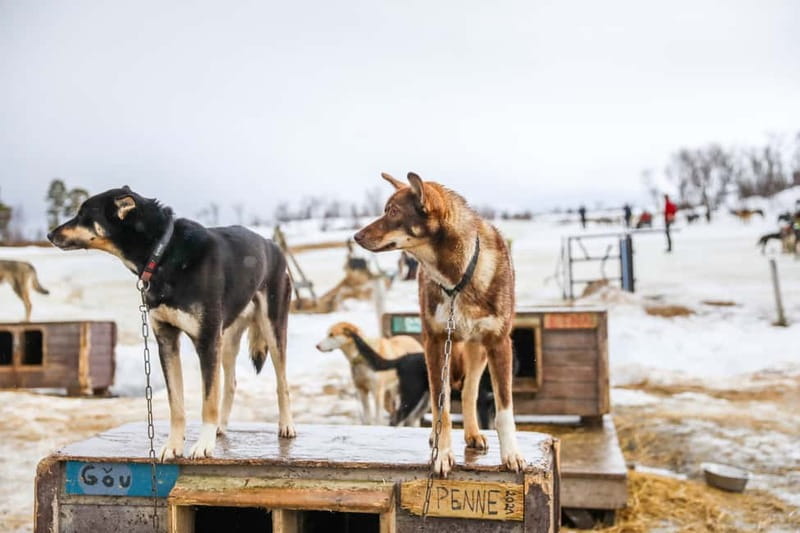 From Tromsø: Guided Husky Snowshoe Hike and Husky Camp Visit - Key points before you go