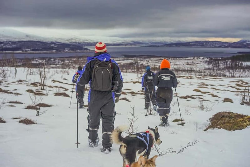 From Tromsø: Guided Husky Snowshoe Hike and Husky Camp Visit - Snowshoe hiking with a husky: what beginner friendly really means