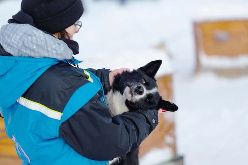 From Tromsø: Husky Experience with Self-Drive Dog Sled Ride - Key things I’d plan around