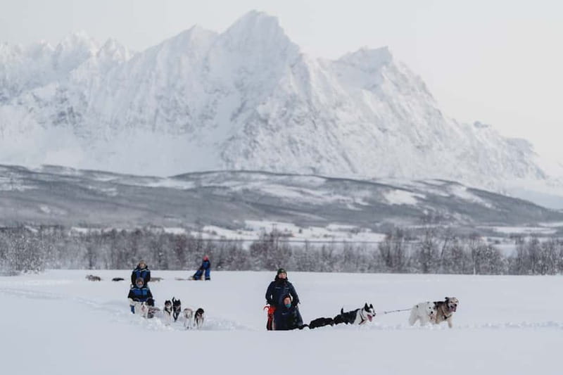 From Tromsø: Husky Experience with Self-Drive Dog Sled Ride - Safety briefing then the easy steering lesson