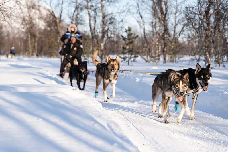 From Tromsø: Husky Experience with Self-Drive Dog Sled Ride - Panorama restaurant stop: hot drinks, cake, and dog stories