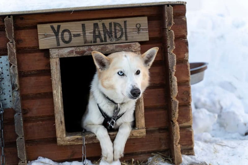 From Tromsø: Husky Experience with Self-Drive Dog Sled Ride - What $208 buys you: a short ride plus a lot of included value