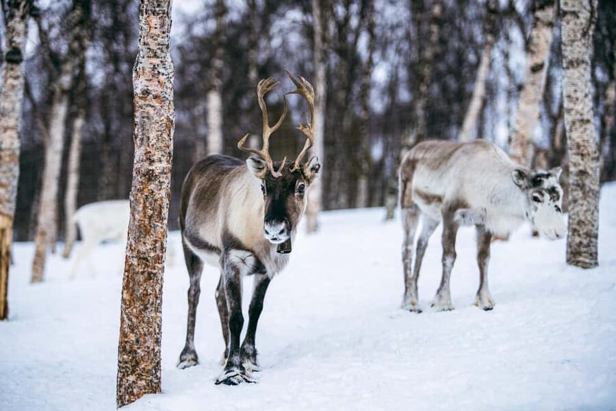 From Tromsø: Ice Domes Snow Park and Wilderness Experience - Huskies and Reindeer: Icon Animals, With Clear Limits