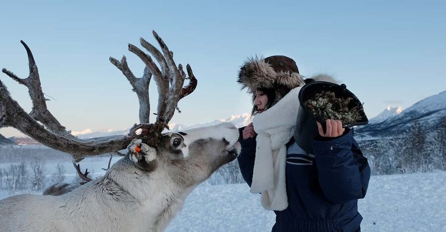 From Tromsø: Reindeer Feeding and Sami Experience with Lunch - Key highlights worth your time