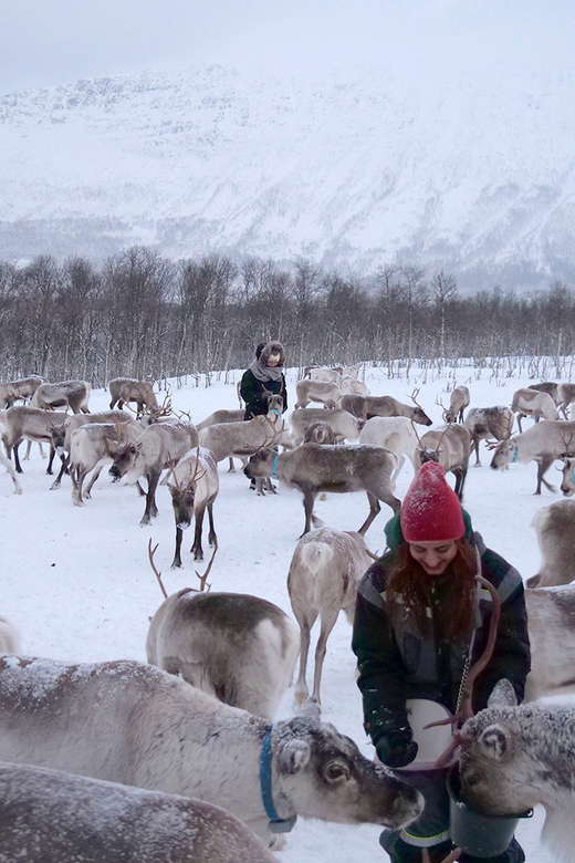 From Tromsø: Reindeer Feeding and Sami Experience with Lunch - Timing and Group Flow: Why 270 Minutes Works (and Where It Can Feel Long)