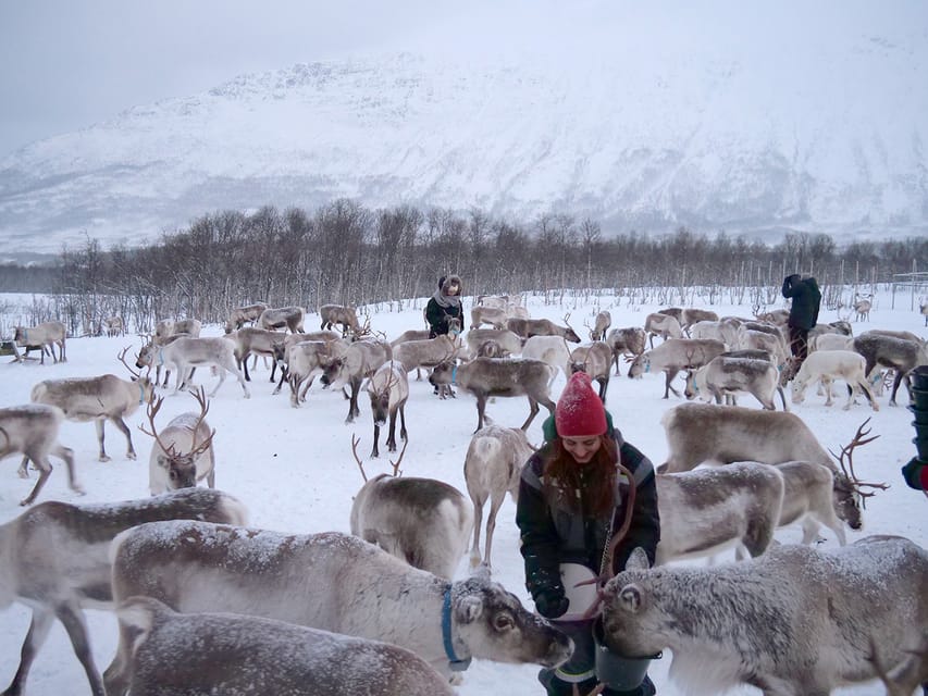 From Tromsø: Reindeer Feeding and Sami Experience with Lunch - Price and Value at $177: Where the Money Goes