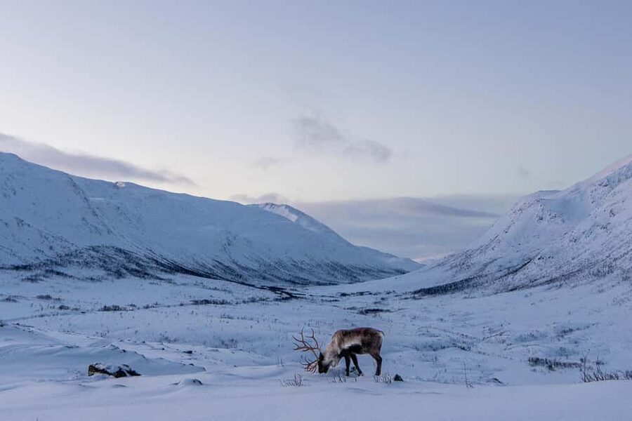 From Tromsø: Snowshoe Hike with Local Guides - The scenic lunch stop with hot drinks and Norwegian snacks