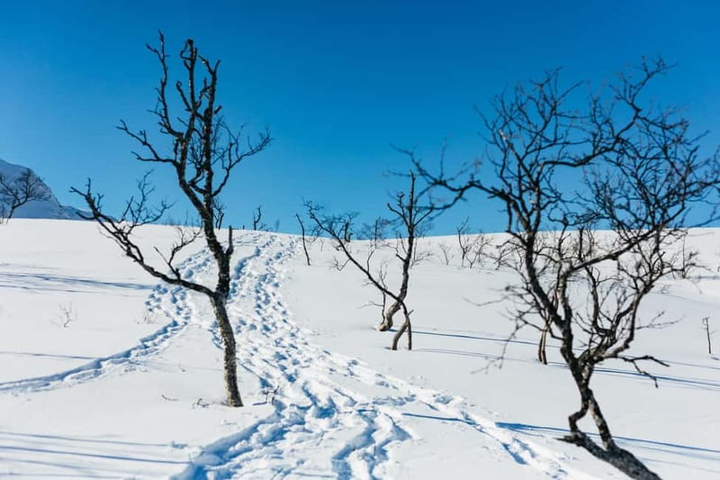 From Tromsø: Snowshoeing Hike with Picnic Lunch and Photos - The guide factor: why names like Evgeni and Max keep coming up