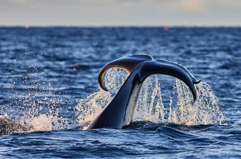 From Tromso: Whale Watching in Magic Skjervoy - Key things I’d plan around
