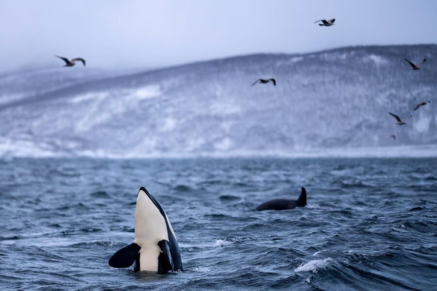 From Tromso: Whale Watching in Magic Skjervoy - Should you book it, or pick another day?