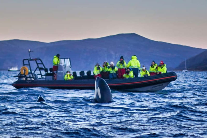 From Tromso: Whale Watching in Magic Skjervoy - The early start from Tromsø, and why it matters
