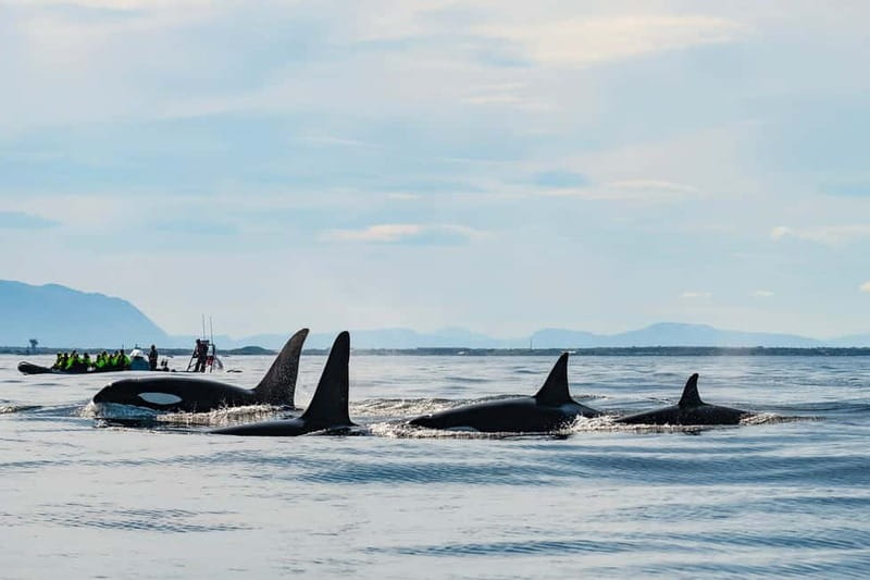 From Tromso: Whale Watching in Magic Skjervoy - What whales are you really chasing in Skjervøy