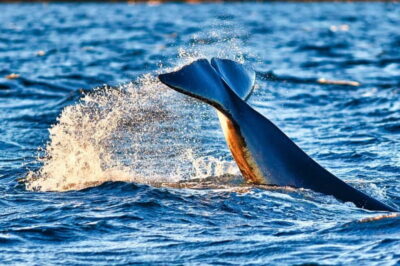 Whale Watching in Magic Skjervoy