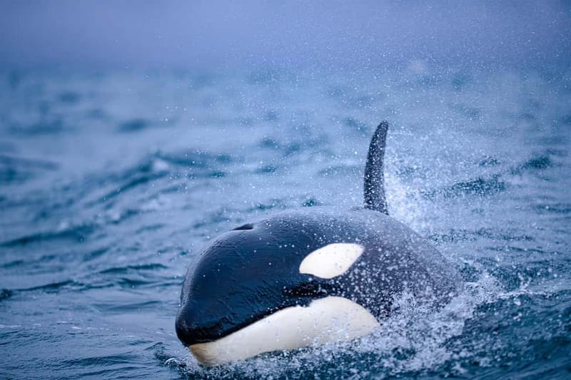 From Tromso: Whale Watching in Magic Skjervoy - The fjord drive to Skjervøy, and the window for light and surprises
