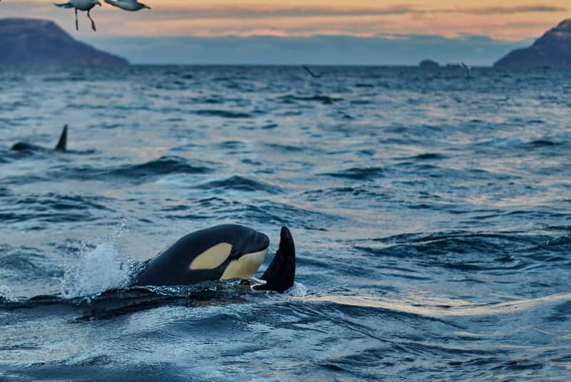 From Tromso: Whale Watching in Magic Skjervoy - The “after the boat” clubhouse, and why it feels worth it