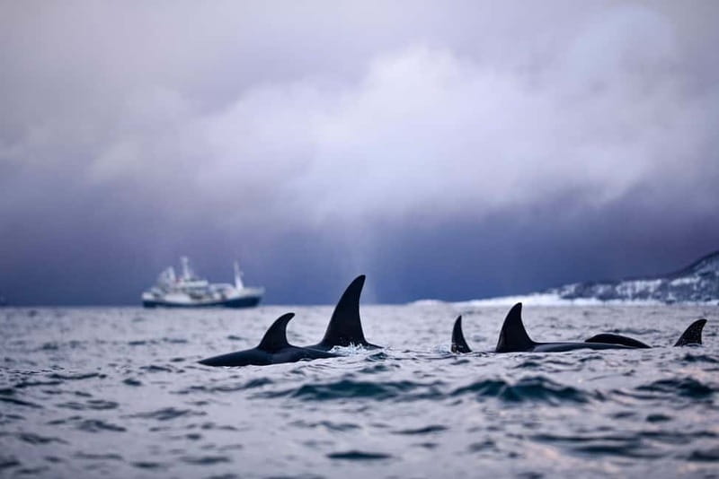 From Tromso: Whale Watching in Magic Skjervoy - Who this whale-watching day is a great fit for