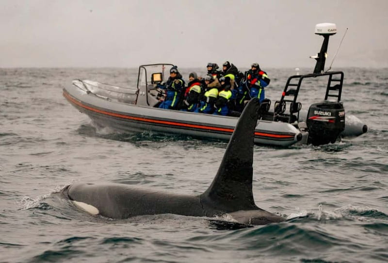 From Tromso: Whale Watching in Magic Skjervoy - Photo and camera tips that actually help on a RIB
