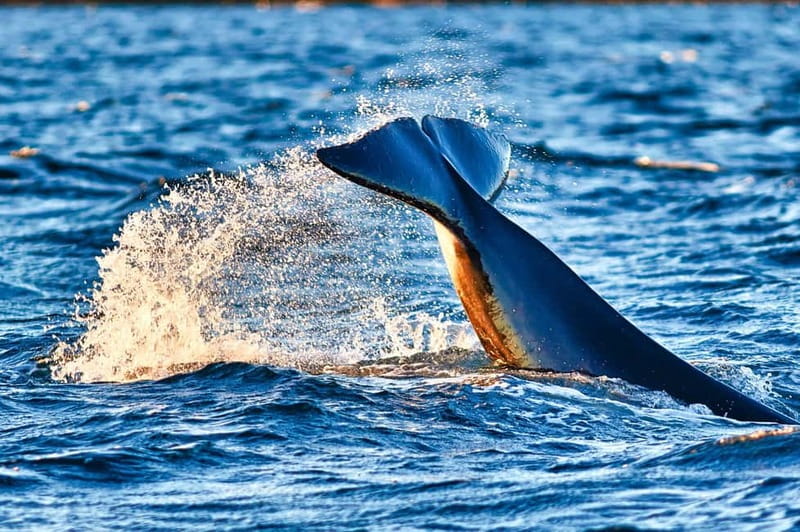 From Tromso: Whale Watching in Magic Skjervoy - The RIB experience, fast, windy, and built for Arctic cold
