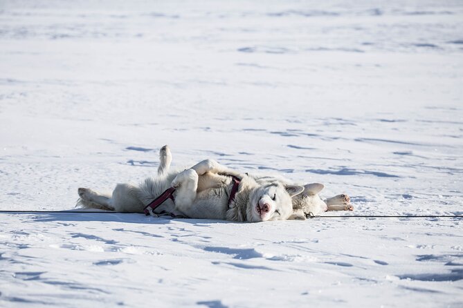 Fun & Easy Dog Sledding Adventure from Tromsø - Early Bird Tour - Key things to know before you go