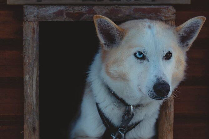 Fun & Easy Dog Sledding Adventure from Tromsø - Early Bird Tour - Dogs and Mushers: What Makes This Tour Earn a 4.7 Rating