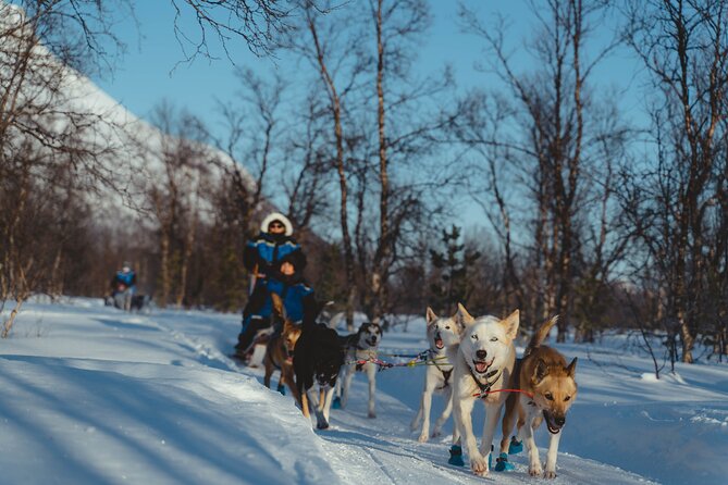 Fun & Easy Dog Sledding Adventure from Tromsø - Early Bird Tour - Weather Reality Check: Snow Might Not Be Guaranteed