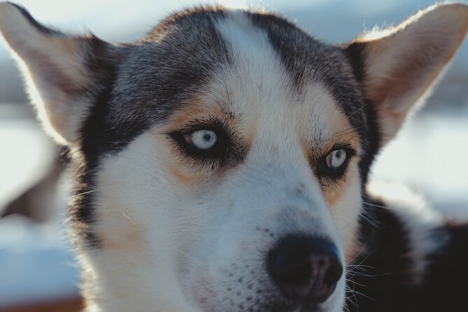 Fun & Easy Dog Sledding Adventure from Tromsø - Midday Tour - Dogs first: 84 huskies, names, personalities, and energy you can feel