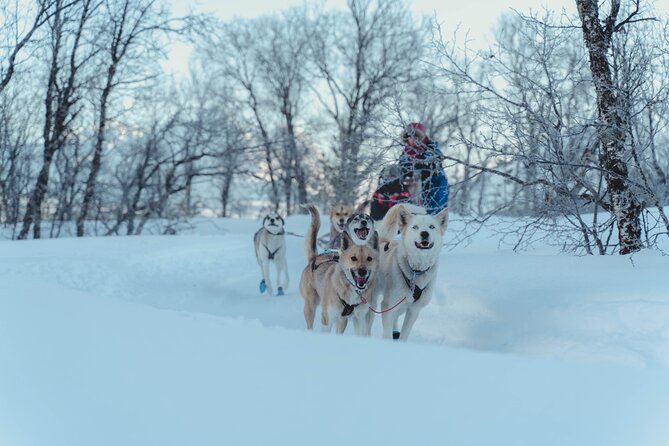 Fun & Easy Dog Sledding Adventure from Tromsø - Midday Tour - The 4.5-hour flow: Northern Norway and a route that keeps changing the scenery