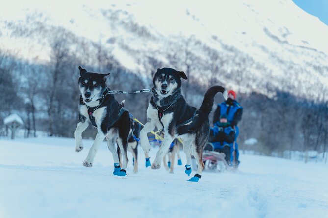 Fun & Easy Dog Sledding Adventure from Tromsø - Noon Tour - The best part: self-drive sledding that feels doable