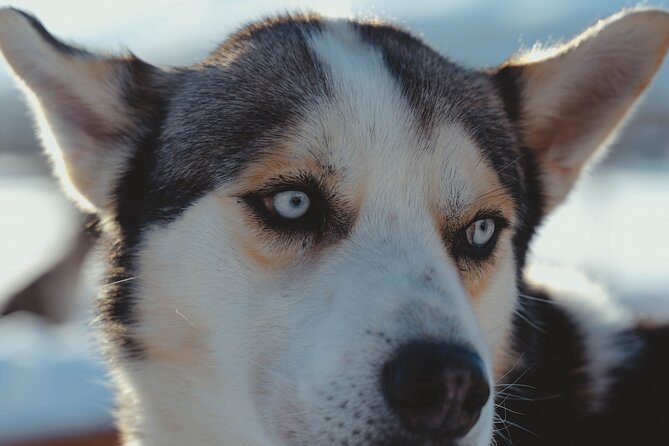 Fun & Easy Dog Sledding Adventure from Tromsø - Noon Tour - Your noon schedule, in plain human terms
