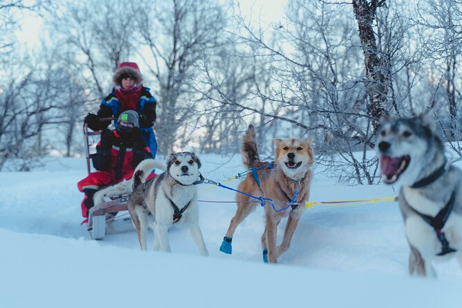 Fun & Easy Dog Sledding Adventure from Tromsø - Noon Tour - Lyngen Alps views, plus northern lights season chances
