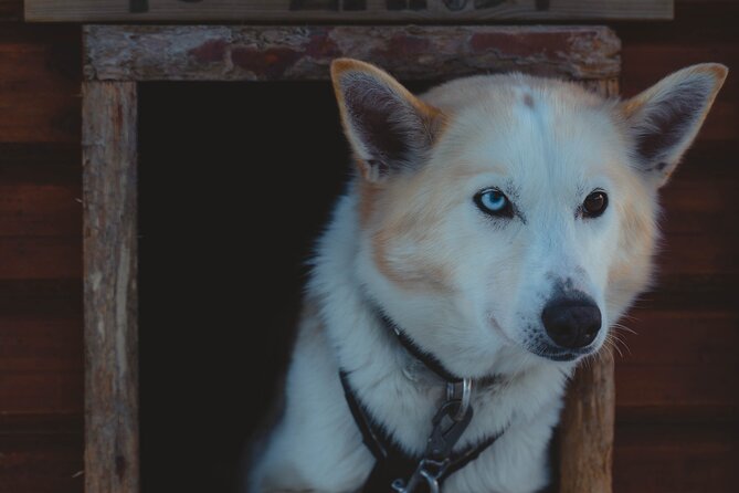 Fun & Easy Dog Sledding Adventure from Tromsø - Noon Tour - Meet the huskies like you’re part of their day