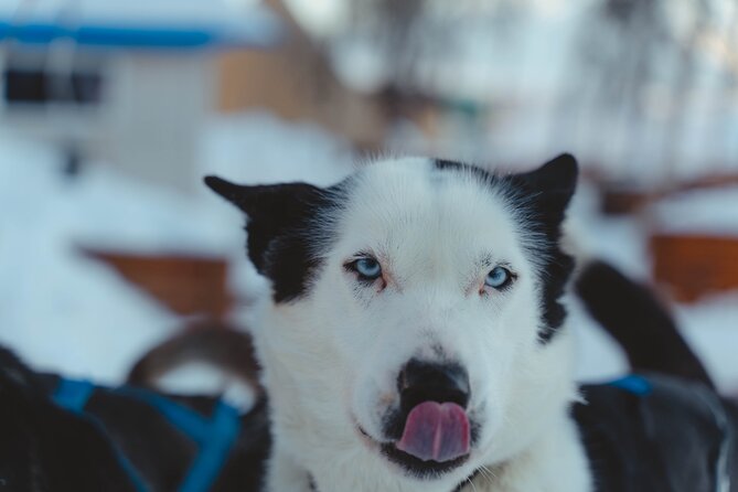Fun & Easy Dog Sledding Adventure from Tromsø - Noon Tour - Price and what makes it feel like value