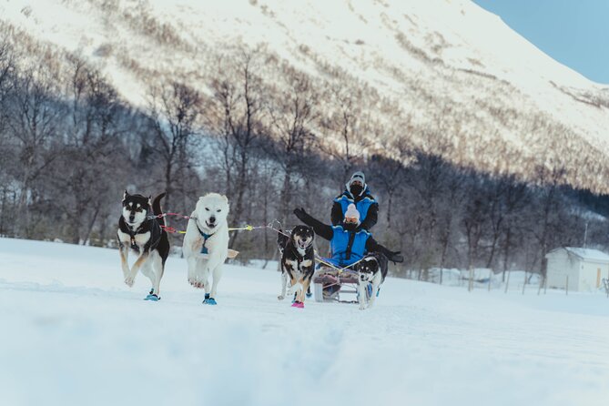 Fun & Easy Dog Sledding Adventure from Tromsø - Noon Tour - Gear that keeps you comfortable, not just covered