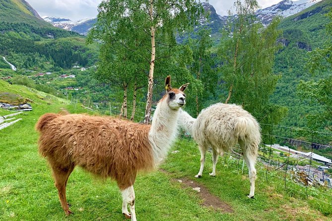 Geiranger by Royal route, 5 hours with visiting a high-mountain farm - Kilsti and Flydalsjuvet, the heart-shaped view plus Queen Sonja’s Chair