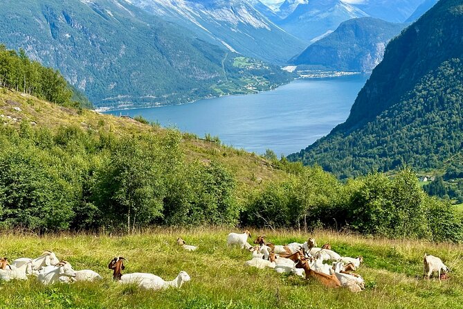 Geiranger by Royal route, 5 hours with visiting a high-mountain farm - Price and value for up to four people