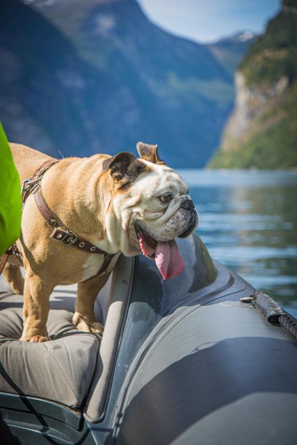 Geiranger: Guided Geirangerfjord Boat Tour - Price and value: why $88 can make sense