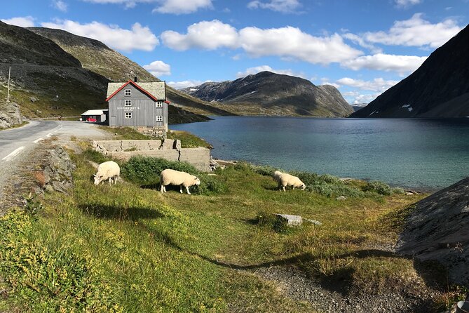 Geiranger: Sky to Fjord Downhill Biking Adventure - Stop by Stop: Fjord Views at Flydalsjuvet, Blåfjell, and More