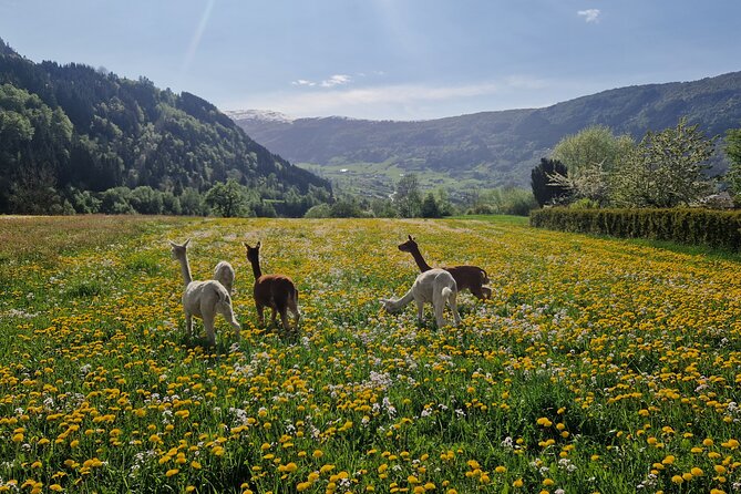 Guided Hiking tour on the Lands of Steim Farm in Vik, Norway - Steim Farm Hike: alpacas, goats, and working farmland in Vik