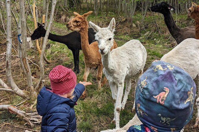 Guided Hiking tour on the Lands of Steim Farm in Vik, Norway - Stop on the Vikoyri side: quick orientation without boring detours