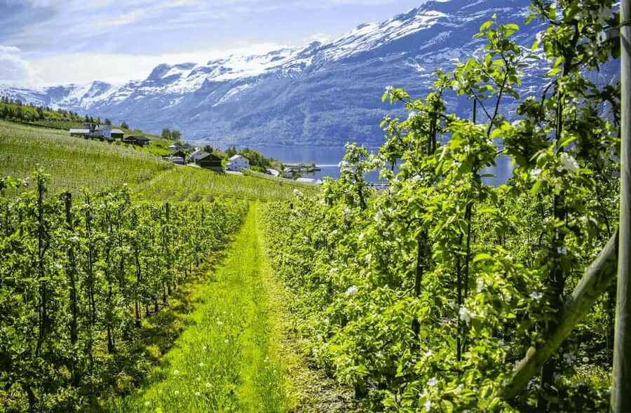 Guided tour: Hardangerfjord, Waterfalls and Ferry crossing - Fossen Bratte, one drop and a lot of noise