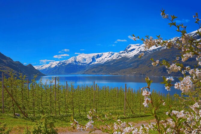 Guided tour to Hardangerfjord with Waterfalls and Ferry Crossing - Trengereid to Steinsdalsfossen, the waterfall run that sets the tone