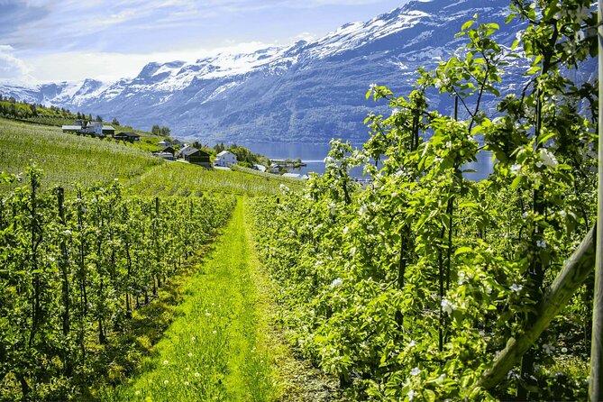 Guided tour to Hardangerfjord with Waterfalls and Ferry Crossing - Norheimsund: a lunch-and-views break that keeps you human