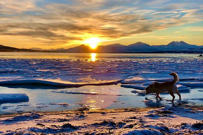 Half-Day Scenic Wildlife & Photographic Fjord Tour. - The Kvaløya Stop: Fjord Angles and Story-Driven Photo Stops