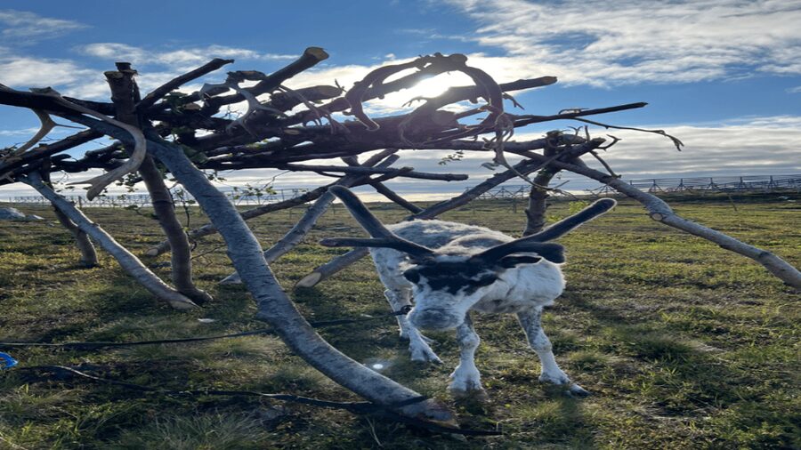 Hammerfest: Guided Tour - Meet Reindeer - Weather and the practical stuff that decides if you enjoy it