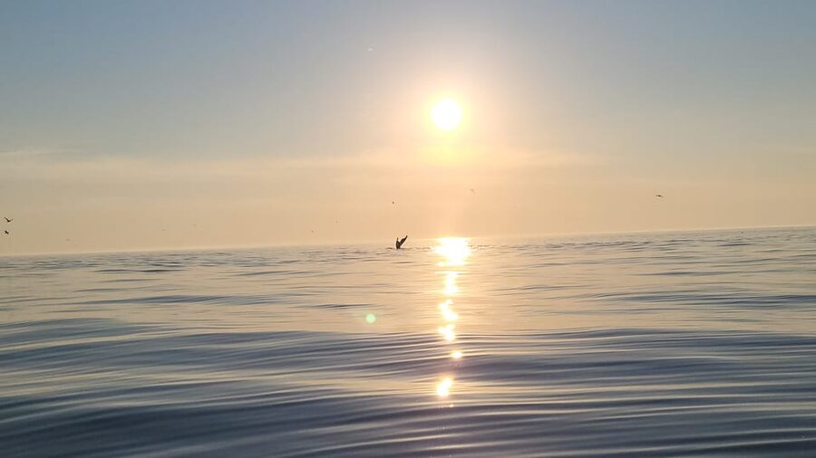 Honningsvåg: North Cape King Crab & Arctic Wildlife Safari - Key highlights to know before you go