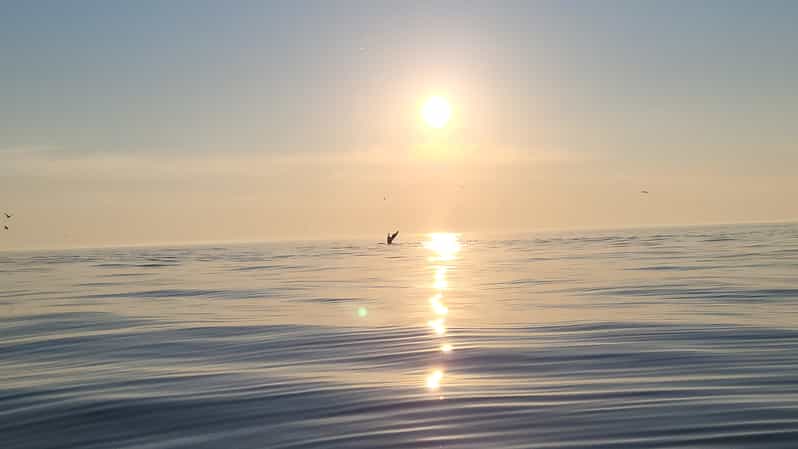Honningsvåg: North Cape King Crab & Arctic Wildlife Safari - A few practical tips before you book