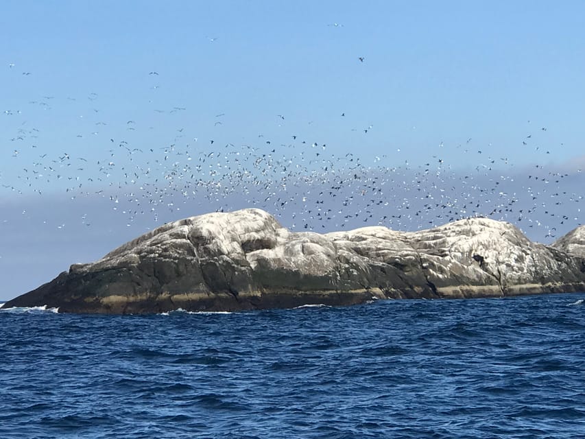 Honningsvåg: North Cape King Crab & Arctic Wildlife Safari - The RIB ride itself: fast, cold, and part of the point