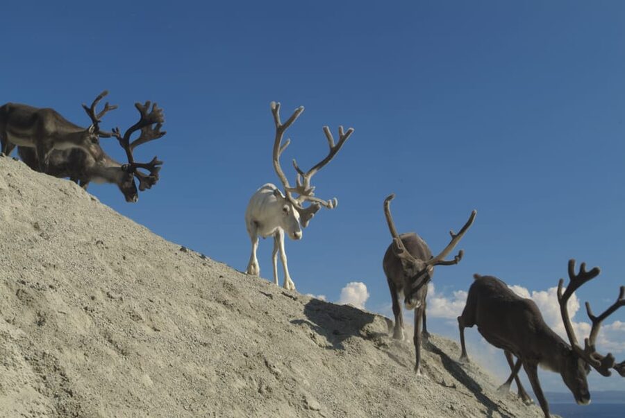 Honningsvåg: North Cape Summer Tour with Sami Family Visit - Key things to know before you go