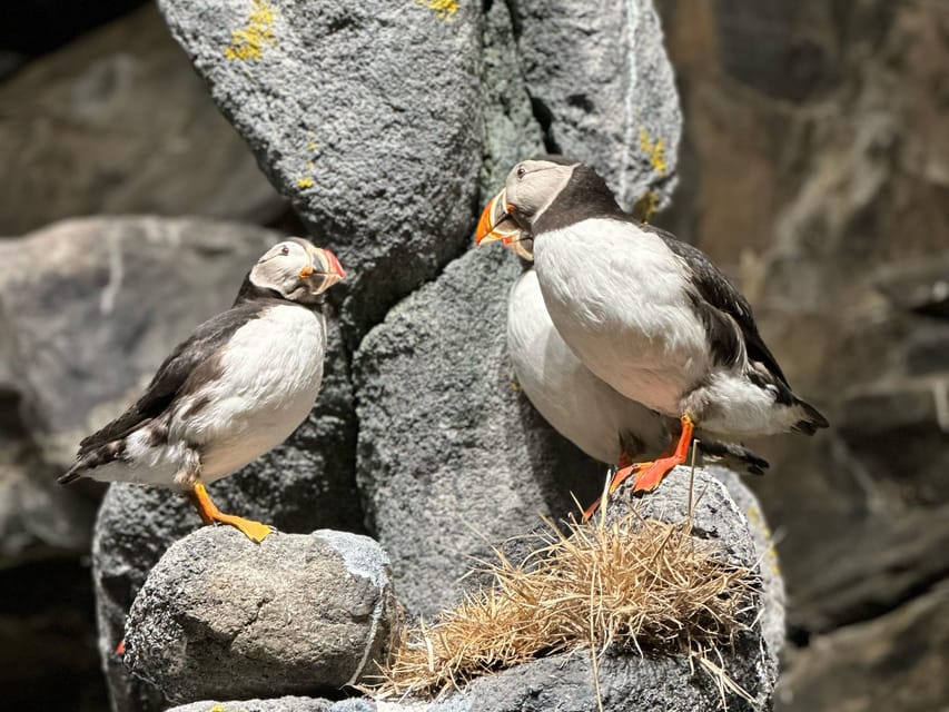 Honningsvåg: North Cape Summer Tour with Sami Family Visit - The Sami family visit: what you get, why it can vary, and how to judge it on arrival
