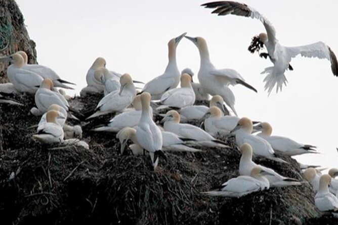 Honningsvåg Shore Bird Safari Adventure - Key highlights to know before you go